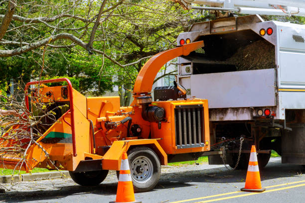 How Our Tree Care Process Works  in Cataula, GA